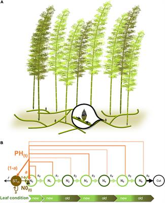 Potential Factors Canceling Interannual Cycles of Shoot Production in a Moso Bamboo (Phyllostachys pubescens) Stand